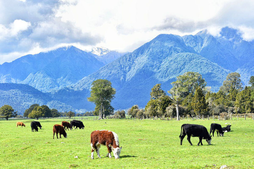 Beautiful New Zealand dairy farm
