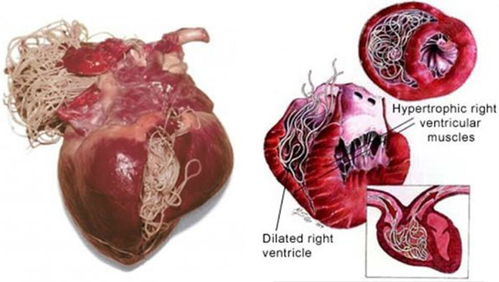 Just some parasites that infect the human body; especially when bioweapons have been forced upon the populace.