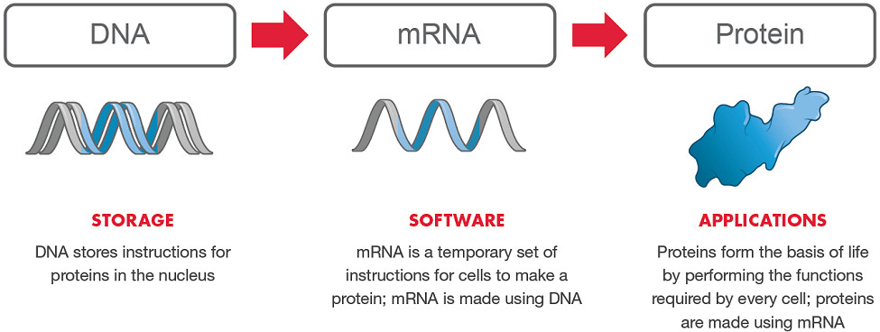 Covid-19 injection is a modified RNA or software injection, to reprogram your DNA; which turns you into a trans-human