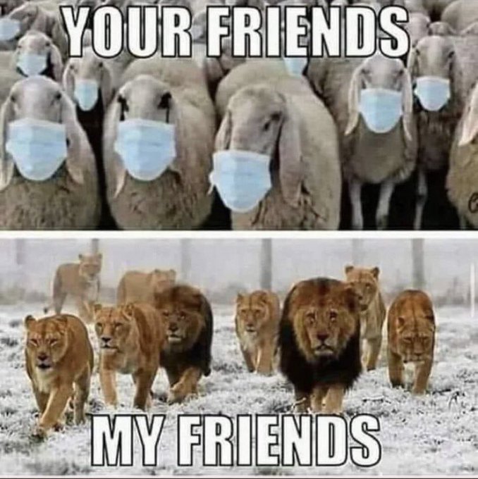 Your friends are SHEEP - My friends are LIONS